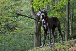 trudna lokalizacja psa szczególnie w lesie